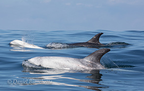 Risso's Dolphins, photo by Daniel Bianchetta