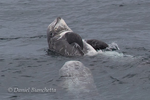 Risso's Dolphins, photo by Daniel Bianchetta