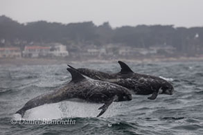 Risso's Dolphins, photo by Daniel Bianchetta