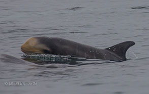 Risso's Dolphin calf, photo by Daniel Bianchetta