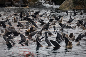 Sea Lions thermoregulating, photo by Daniel Bianchetta