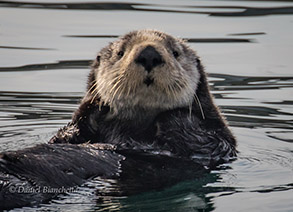 Southern Sea Otter, photo by Daniel Bianchetta