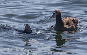 Shark taking a piece of blubber from  a Black-footed Albatross, photo by Daniel Bianchetta