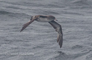 Shearwater, photo by Daniel Bianchetta