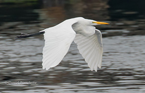 Snowy Egret, photo by Daniel Bianchetta