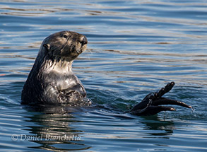 Southern Sea Otter, photo by Daniel Bianchetta