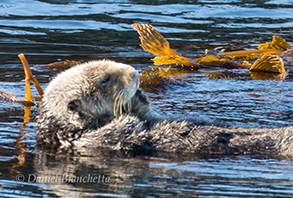 Southern Sea Otter, photo by Daniel Bianchetta