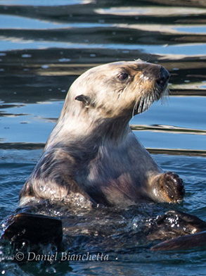 Southern Sea Otter, photo by Daniel Bianchetta