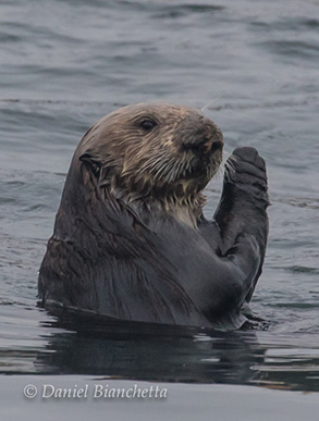 Southern Sea Otter, photo by Daniel Bianchetta