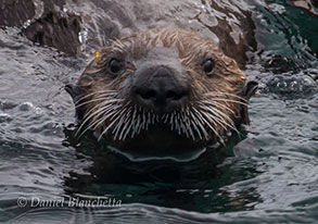 Southern Sea Otter, photo by Daniel Bianchetta