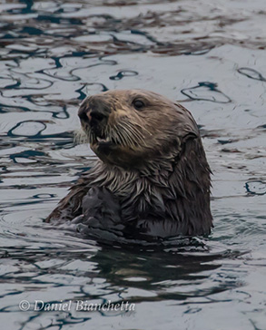 Southern Sea Otter, photo by Daniel Bianchetta