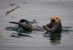 Southern Sea Otter, photo by Daniel Bianchetta