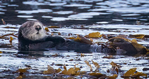 Southern Sea Otter, photo by Daniel Bianchetta