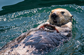 Southern Sea Otter eating a crab, photo by Daniel Bianchetta