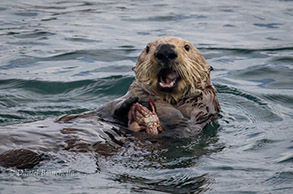 Southern Sea Otter eating a crab, photo by Daniel Bianchetta