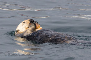 Southern Sea Otter with breakfast, photo by Daniel Bianchetta