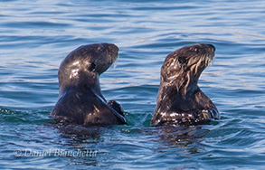 Southern Sea Otters, photo by Daniel Bianchetta