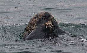 Southern Sea Otter eating a Crab, photo by Daniel Bianchetta