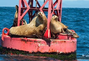 Steller and California Sea Lions, photo by Daniel Bianchetta