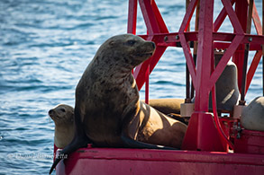 Steller Sea Lion with California Sea Lions, photo by Daniel Bianchetta