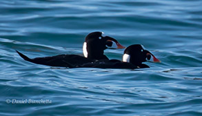 Surf Scoters, photo by Daniel Bianchetta