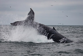 Tail-throwing Humpback Whale, photo by Daniel Bianchetta