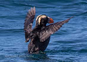 Tufted Puffin, photo by Daniel Bianchetta