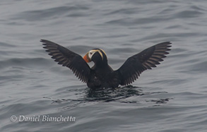 Tufted Puffin, photo by Daniel Bianchetta