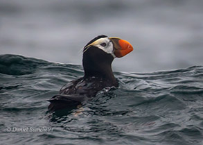 Tufted Puffin, photo by Daniel Bianchetta