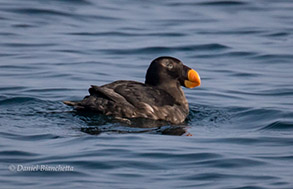 Tufted Puffin, photo by Daniel Bianchetta