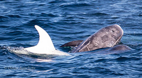 White Risso's Dolphin and friends, photo by Daniel Bianchetta