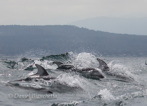 Pacific White-sided Dolphins, photo by Daniel Bianchetta