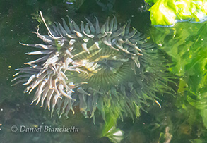 Anemone, photo by Daniel Bianchetta