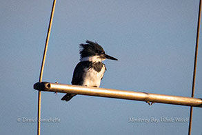 Belted Kingfisher, photo by Daniel Bianchetta