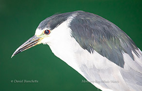 Black-crowned Night Heron, photo by Daniel Bianchetta