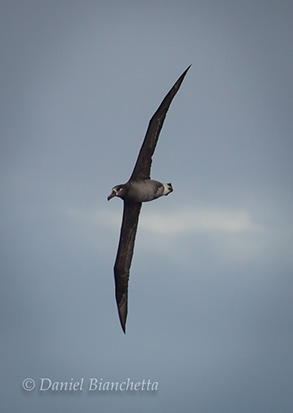 Black-footed Albatross, photo by Daniel Bianchetta