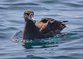 Black-footed Albatross, photo by Daniel Bianchetta