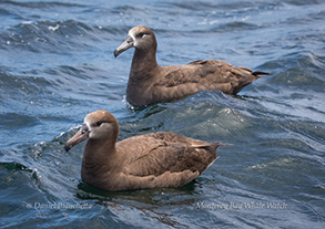 Black-footed Albatross, photo by Daniel Bianchetta