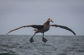 Black-footed Albatross, photo by Daniel Bianchetta