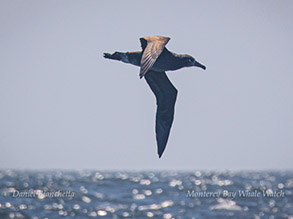 Black-footed Albatross, photo by Daniel Bianchetta