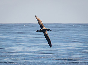 Black-footed Albatross, photo by Daniel Bianchetta