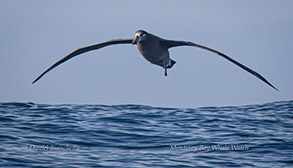 Black-footed Albatross, photo by Daniel Bianchetta