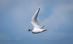 Black-legged Kittiwake with an Anchovie, photo by Daniel Bianchetta