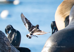 Black Turnstone, photo by Daniel Bianchetta