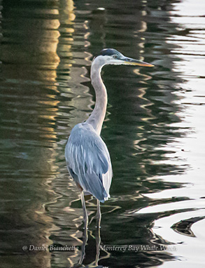 Blue Heron, photo by Daniel Bianchetta