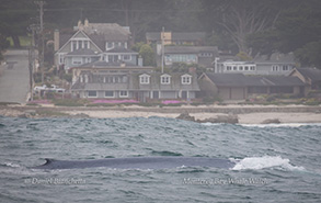 Blue Whale, photo by Daniel Bianchetta