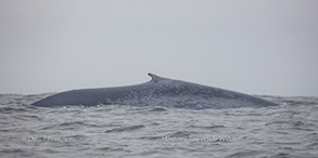 Blue Whale, photo by Daniel Bianchetta