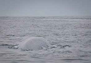 Blue Whale, photo by Daniel Bianchetta