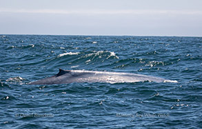 Blue Whale, photo by Daniel Bianchetta