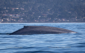 Blue Whale, photo by Daniel Bianchetta